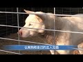 7 精神小狗 狗 家有傻狗 忠犬 狗是人类最忠诚的朋友 文明养犬 宠物