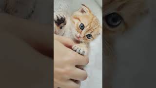 Cute Teddy Kitten