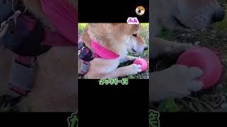 【柴犬】ボールをがっちりおさえてガードしてる柴犬#shorts  #拒否柴 #愛犬 #柴犬 #可愛い