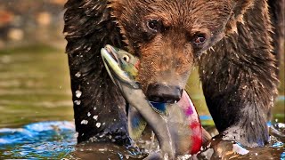 The Forest's Annual Salmon Party