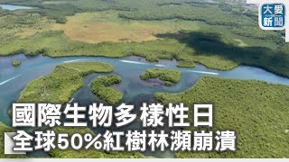 國際生物多樣性日：全球50%紅樹林瀕崩潰｜大愛新聞 @DaaiWorldNews