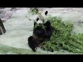 20230324 圓圓帥氣打食物 先看圓寶再吃竹 早餐 午餐 giant panda yuan yuan