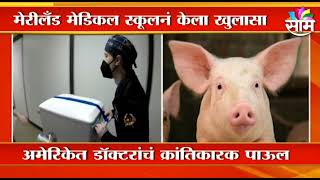 अमेरीकेत चक्क डुकराचे हृदय बसण्यात ५७ वर्षाच्या मानवाला | Breaking News | Saam TV |