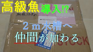 高級魚！？居なくなったポルカの代わりに新魚導入！？一体何の魚？