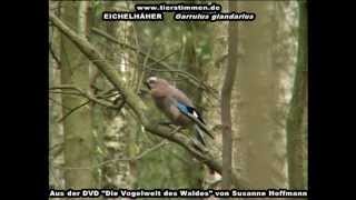 Der Eichelhäher im Wald - Garrulus glandarius