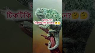 আল্লাহ কেন টিকটিকি সৃষ্টি করেছেন। #youtubeshorts #pleasesubscribe #ইসলামিক_ভিডিও