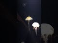 加茂水族館2021年11月23日 jellyfish aquarium