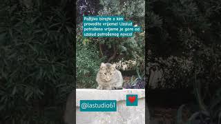 Pažljivo birajte s kim provodite vrijeme..🍀#citati #citation #cat #catvideos #catlover