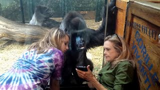 AMAZING HUMAN LIKE GORILLA JELANI Louisville Zoo