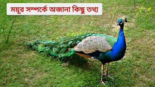 হিংস্র ও একরোখা পাখি ময়ূর সম্পর্কে কিছু অজানা তথ্য Some unknown facts about the ferocious peaco