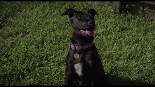 The Catch: Dog Toy