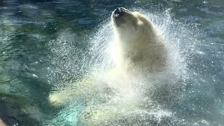 20230810:今日の円山動物園