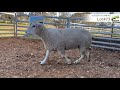 lot 473 cloven hills october 2021 ram sale