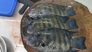 pearl spot fish cutting skills #plese_subscribe_my_channel #fullvideowatch