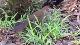 Rufous Bristlebird