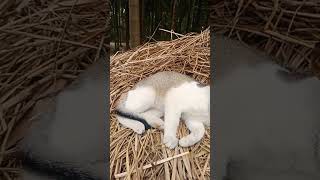 বিলাই মেও মেও মেও #cat #catvideos #funny #catfunny #cute #comedy #catlover #funnycat #funnyanimal