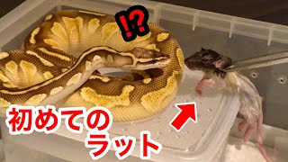 ボールパイソンの餌をマウスからラットに切り替える！食べてくれない時の裏技も！【餌やり】