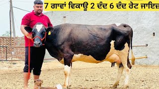 7 ਗਾਵਾਂ ਵਿਕਾਊ 2#ਦੰਦ 4 ਦੰਦ 6 ਦੰਦ ਵੱਛੀਆਂ ਤਾਜੀਆਂ ਸੂਈਆਂ ਤੇ ਗੱਬਣ ਰੇਟ ਜਾਇਜ਼ ਕਵਾਲਿਟੀ ਦੇ ਹਿਸਾਬ ਨਾਲ !!