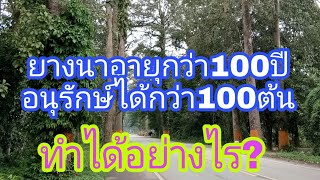 ยางนาอายุกว่า100ปี ที่อำเภอขลุง จันทบุรี เก็บอนุรักษ์ไว้ได้ดีมากๆ