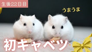 【生後22日目】初キャベツと毛並みが悪い理由