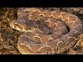 Saw-scaled Viper Makes Incredible Warning Noise before Attacking | Deadly 60 | Earth Unplugged