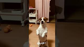 人によって態度を変える愛犬ジャックラッセルテリア２歳　#shorts #jackrussellterrier  #犬