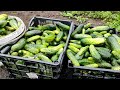 farm fresh bounty harvesting and stocking up for winter