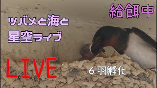 【音声ありLive】ツバメ孵化１６日目　雛２羽　夜は海と星と月　高知太平洋ライブカメラLive in pacific ocean Swallow and Wild bird【ライブカメラ】