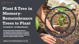 Remembrance Trees to Plant | The Eternity Tree