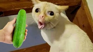 Funniest Animals 2023 😍 New Funny Cats and Dogs Videos 😻🐶 Part 3