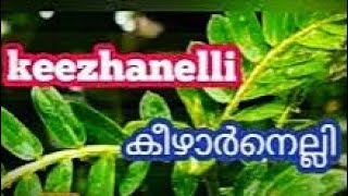 keezharnelli  /#ayurveda /#medcanal /#plant /#youtube /#video /#subscribe /#TemplesViewsChannel1