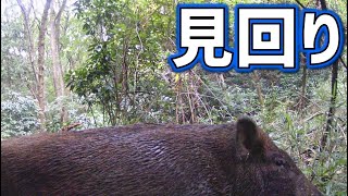 【狩猟】普段は1人でくくり罠の見回り！【罠猟】2024 hunting ban lifted #2