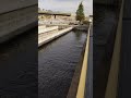 Salmon Running at the Nimbus Fish Hatchery Fish Ladder, Salmon Conservation Aquaculture