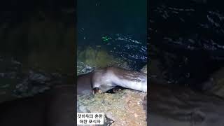 아징중 전갱이 5마리 받아먹는 붙임성 끝판왕 포식자...