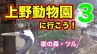 上野動物園 夜の森・ツル【パート3】上野動物園に行こう！