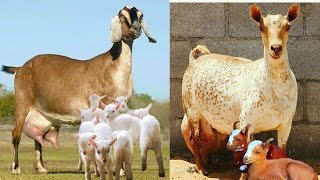 4 ماہ کی گبن بکریاں کامیاب ٹیڈی نسل 3بچے دینے والی انٹرنیشنل گوٹس/Adeel goat farm dera ghazi khan