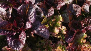 Lettuce side dish recipe.