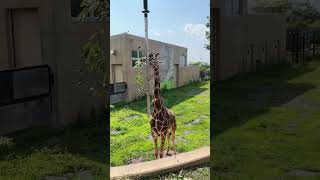 旭山動物園 ２０２４年７月 葉っぱを食べるキリンのあさひくん #shortsfeed