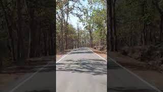 Bastar Forest Arias Travel