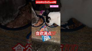 【2025年2月3日am0時】第１猫食堂🩷