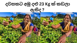 දවසකට අමු දළු 23 Kg ක් කඩලා ඇතිද ? |මෙන්න ලෝකේ මිනිස්සු කඩන ප්‍රමාණ | Green Leaf Plucking Norms #tea