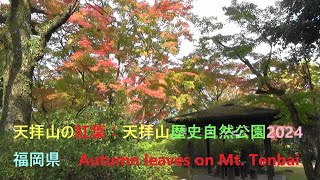 天拝山の紅葉：天拝山歴史自然公園2024福岡県Autumn foliage on Mt. Tenbai: Tenbaiyama Historical and Natural Park 2024