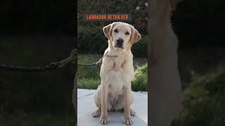 The Dog Episode : 24 | Dog Facts 101 | BULLADOR | BullDog X Labrador |