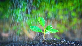 Ultra Relaxing Piano Music with Rain Sounds For Stress Relief, Study - Relaxing Peaceful Piano Music