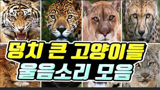 고양이과 맹수들의 울음소리 맞추기