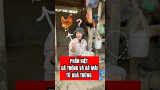 PHÂN BIỆT GÀ TRỐNG VÀ GÀ MÁI TỪ QUẢ TRỨNG #hamychannuoi #bigking #channuoi #channuoiga #meochannuoi