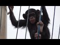 chimpanzee family is close. cute twin sisters. ryu riki チンパンジー 家族はなかよし かわいい双子姉妹 リュウ リキ 49