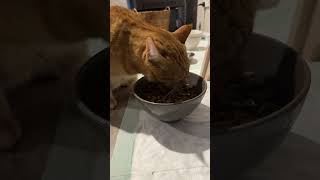 ただ猫が餌を食べてる動画