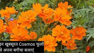 yellow Cosmos flower growing and caring tips ,how to grow and care near yellow Cosmos flower plant