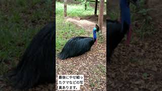 インドネシア　南スラウェシ島　マカッサルで動物園に行ってみたら…